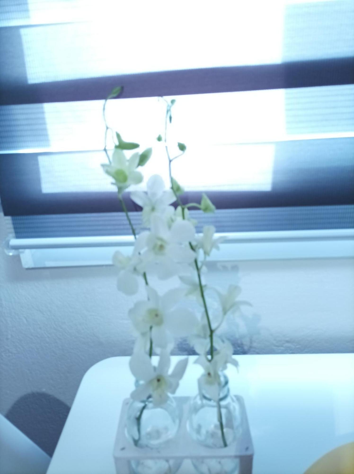 V&E'S Apartments Pigadhia  外观 照片